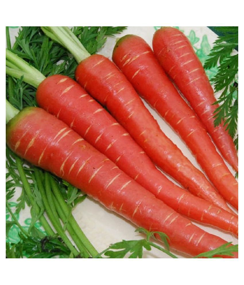     			Carrot Seeds