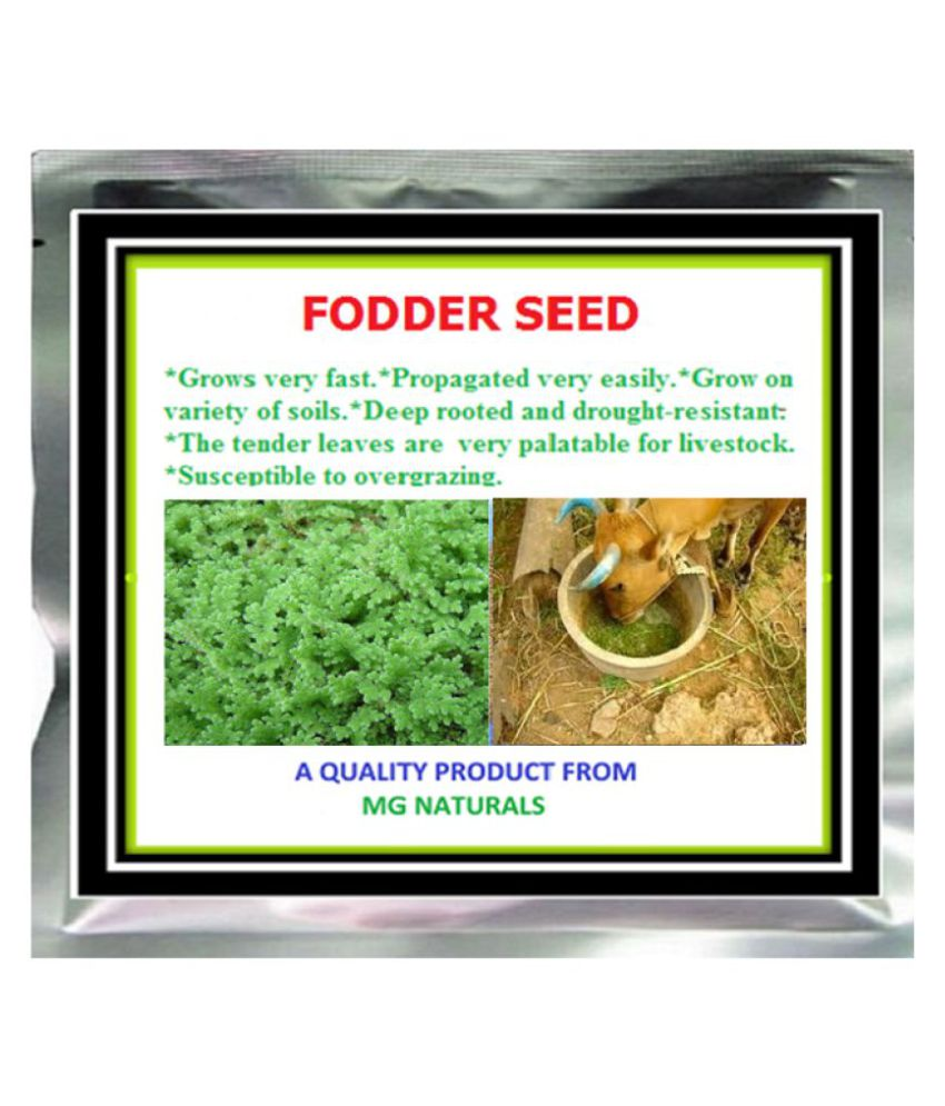 AZOLLA PLANT SEED (PROTEIN RICH ANIMAL/POULTRY/FISH FEED) 450 GM Buy
