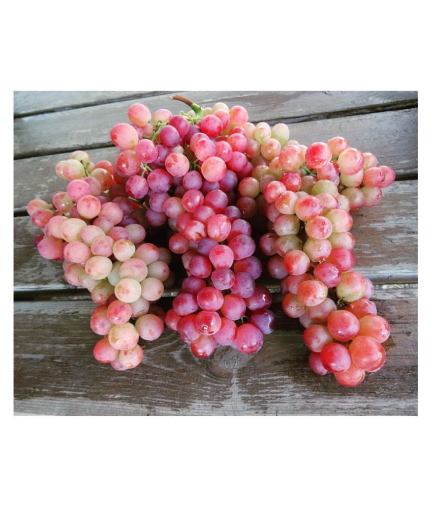     			FLARE SEEDS Red Grapes Exotic Plant Fruit Seeds Home Kitchen Garden Indoor Plant Seeds - 20 Seeds