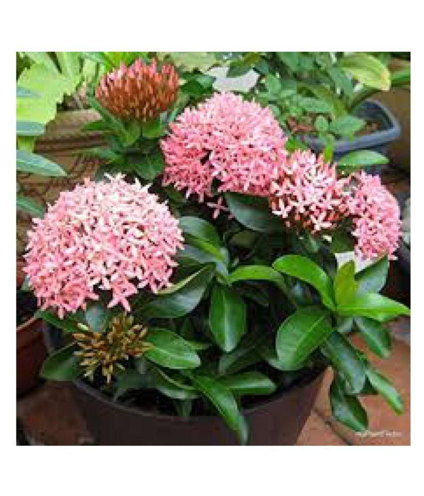 ARJ Farm Ixora coccinea (Chethi) Plant: Buy ARJ Farm Ixora coccinea ...