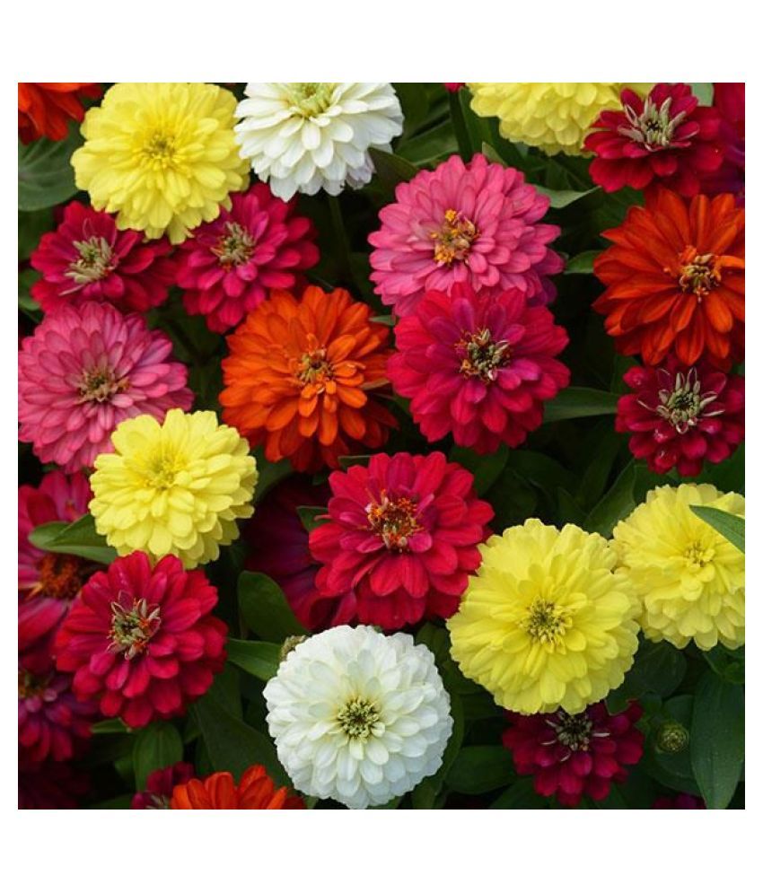 Portulaca Oleracea 10 O Clock Plant Seeds Buy Portulaca Oleracea 10 O Clock Plant Seeds Online At Low Price Snapdeal