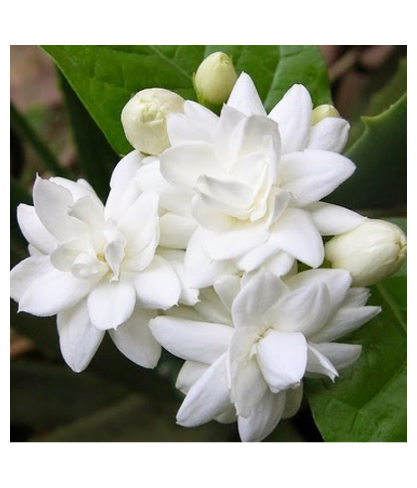 Fern Gardens Hybrid Pichakam Jasmin Flower Plant Both Flower Plant Buy Fern Gardens Hybrid Pichakam Jasmin Flower Plant Both Flower Plant Online At Low Price Snapdeal