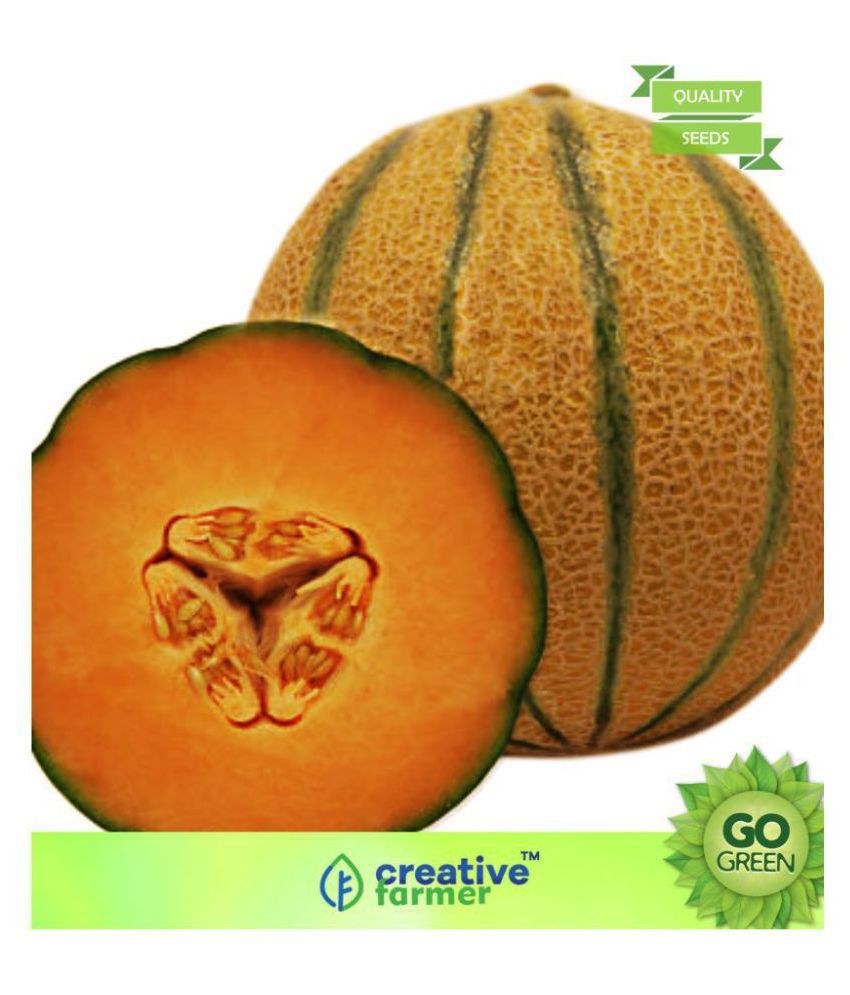 Vegetable Seeds Hybrid Muskmelon Seeds F1 Seeds Musk Melon Golden