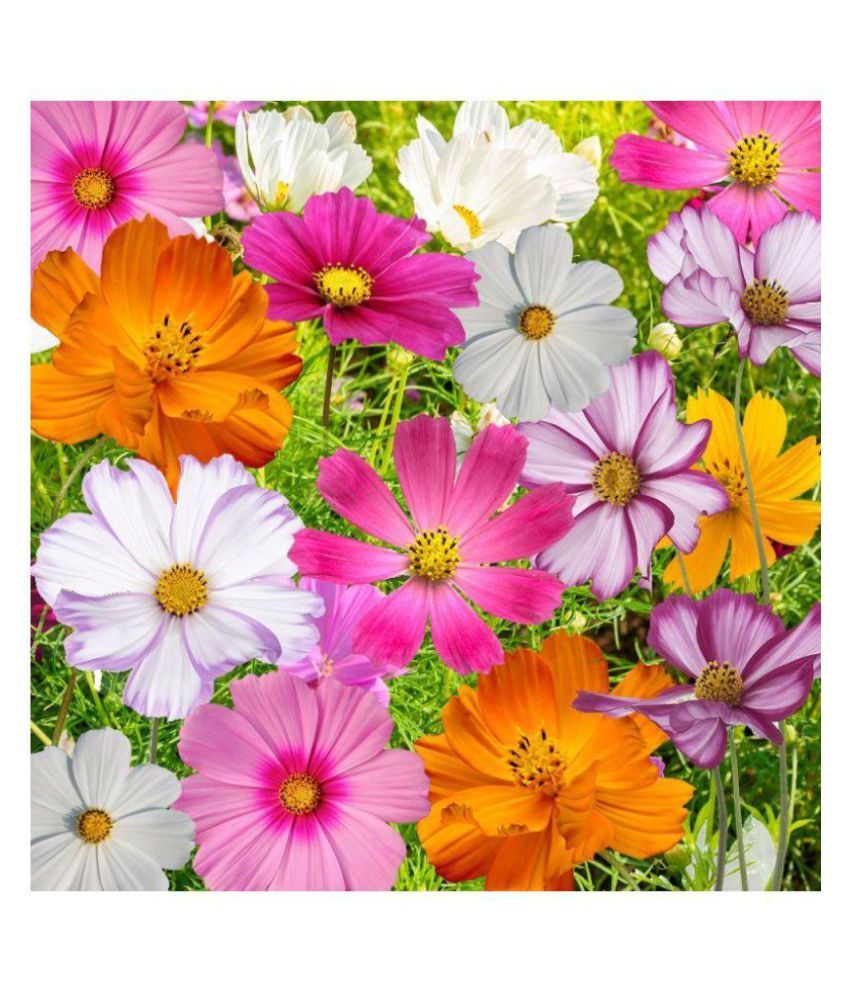 RDRoz Cosmos Flowers Mixed Colour Premium Seeds Pack of