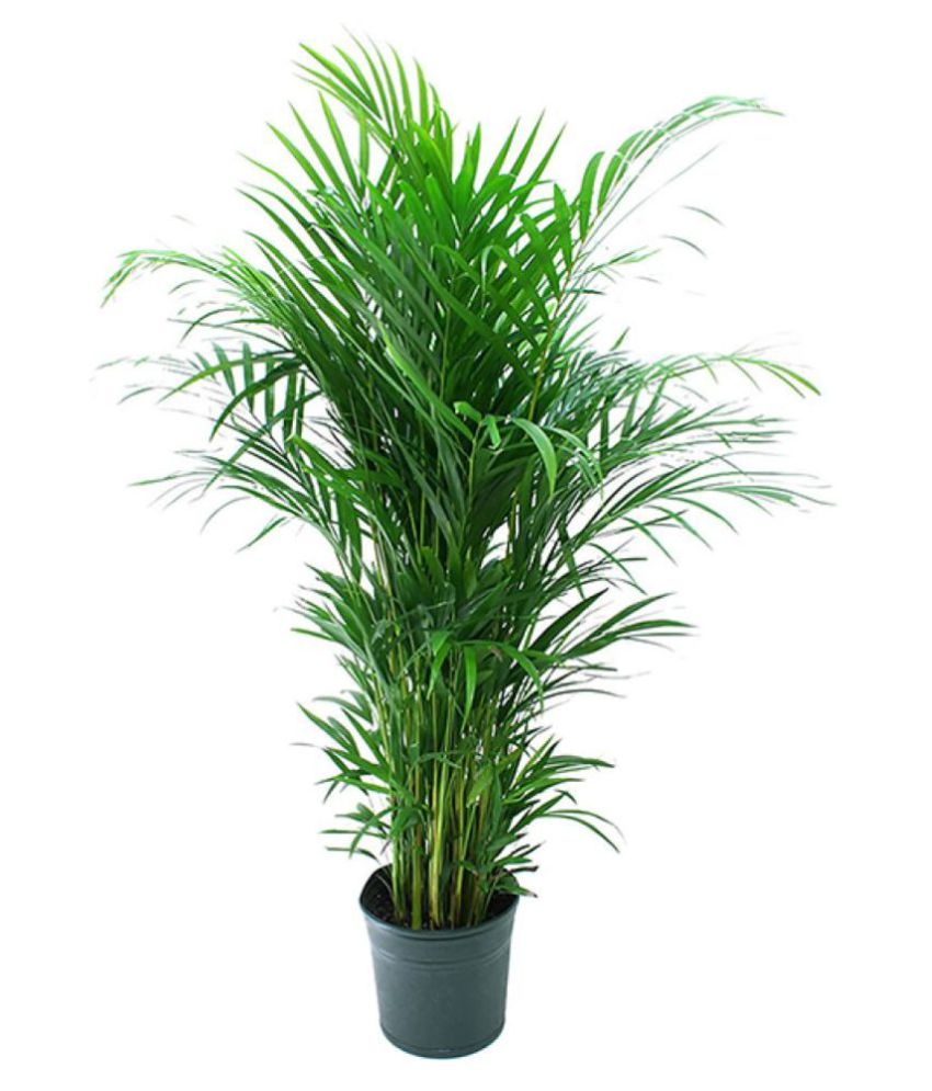 Alkarty Areca Palm Tree Seeds For Gardening Pack Of 20 Seeds Buy 