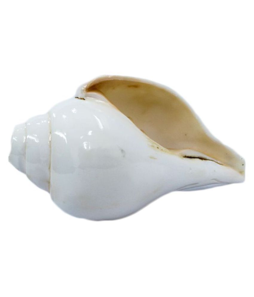 The Holy Mart BLOWING/ SHANKHNAAD Shankh (Conch) (M Size): Buy The Holy ...