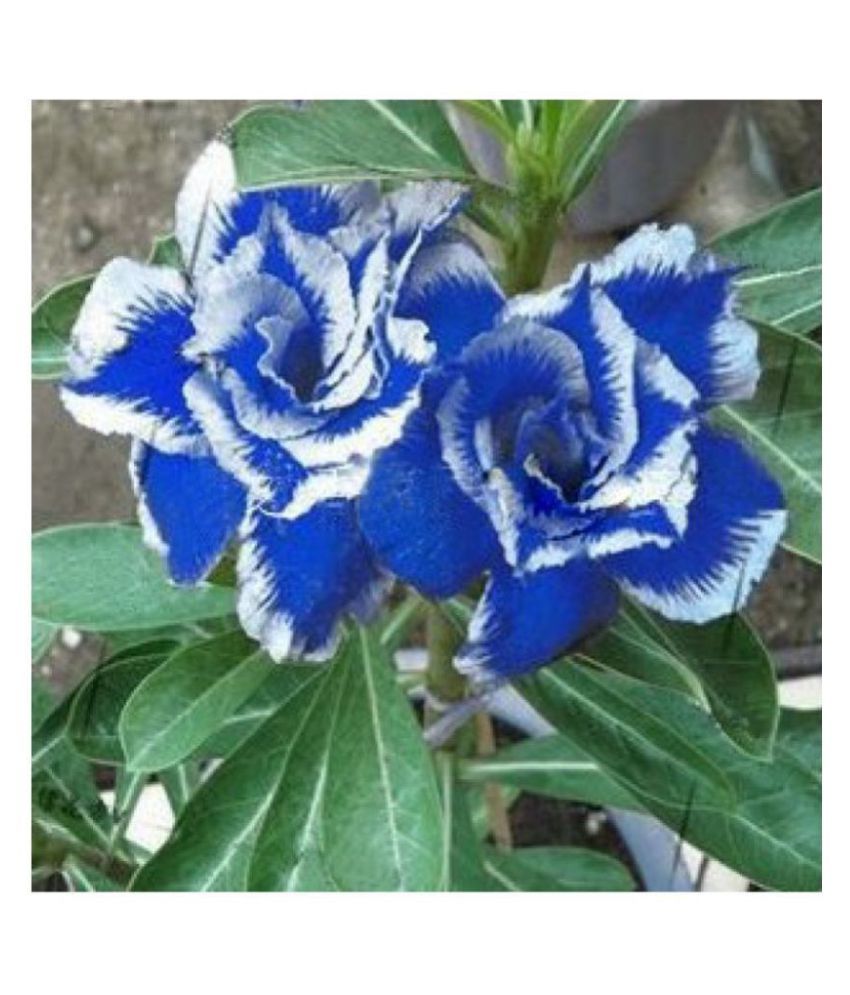 Adenium Obesum Desert Rose, Blue & White Genuine Flower ...