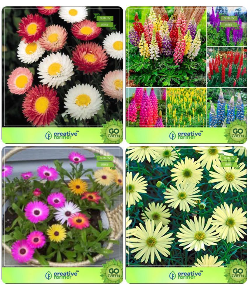 Flower Seeds Seeds Hybrid Combo HelichrysamDwarf , LupinPixie