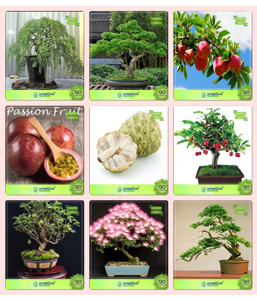 Bonsai Seeds Seeds For Terrace Garden Combo Peltophorum Albizia Saman Apple Passion Fruit Violetanona Indian Plum Guava Albizia Lebbeck Thuja Orientalis Garden Seeds Buy Bonsai Seeds Seeds For Terrace Garden