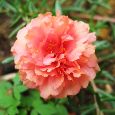 Portulaca Oleracea 10 O Clock White Plant Seeds Buy Portulaca Oleracea 10 O Clock White Plant Seeds Online At Low Price Snapdeal Portulaca Oleracea 10 O Clock White Plant Seeds Buy Portulaca Oleracea 10 O Clock White Plant Seeds Online At Low Price Snapdeal