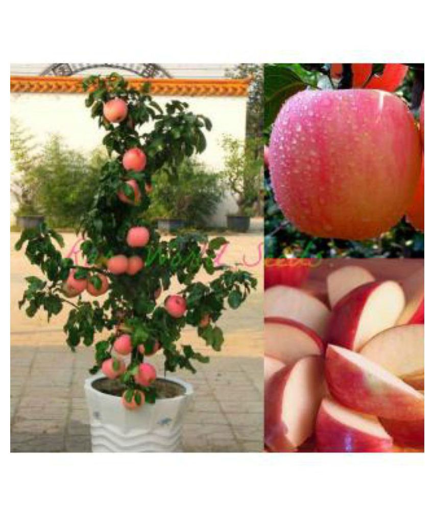 Fruit Seeds Fruit Seeds That Grow Fast In Pots Apple Seeds Fruit