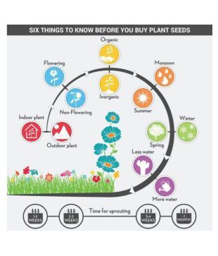 top 5 shri ganesh laxmi favorite flowering plants seeds buy top 5 shri ganesh laxmi favorite flowering plants seeds online at low price snapdeal top 5 shri ganesh laxmi favorite