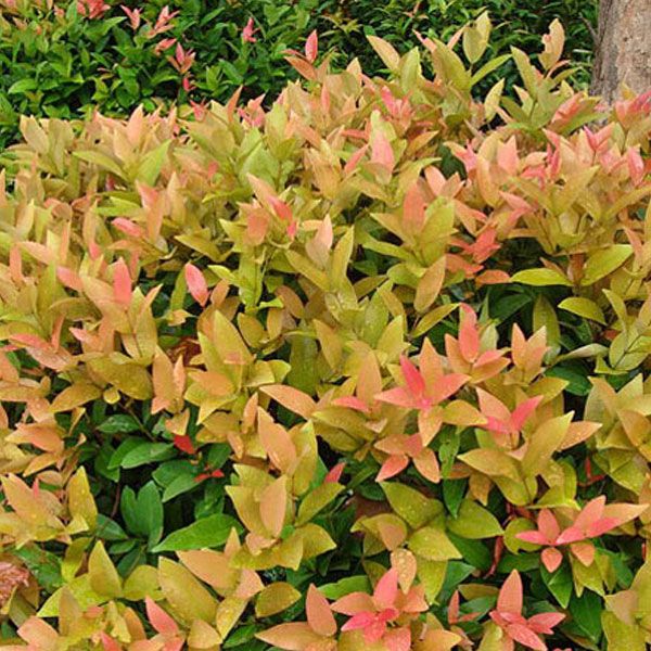 Syzygium Campanulatum, Christina tree - Plant Seeds: Buy Syzygium ...