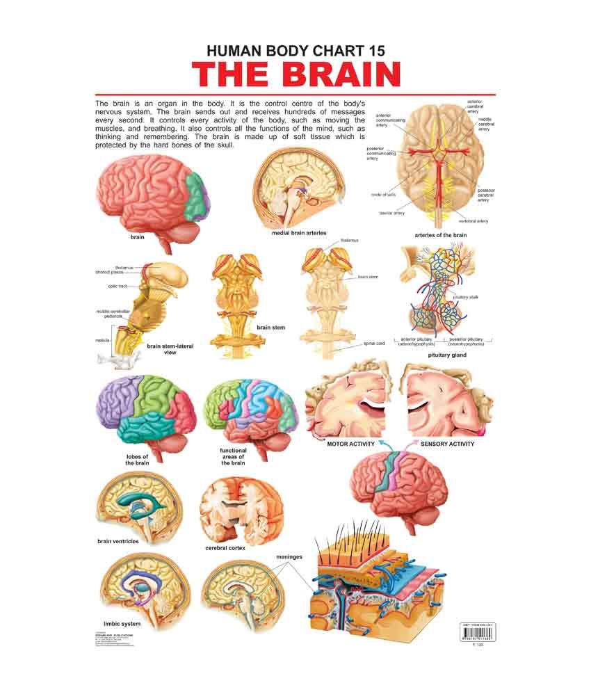 The Brain (Laminated Chart) (Size: 48cm x 73cm): Buy The Brain