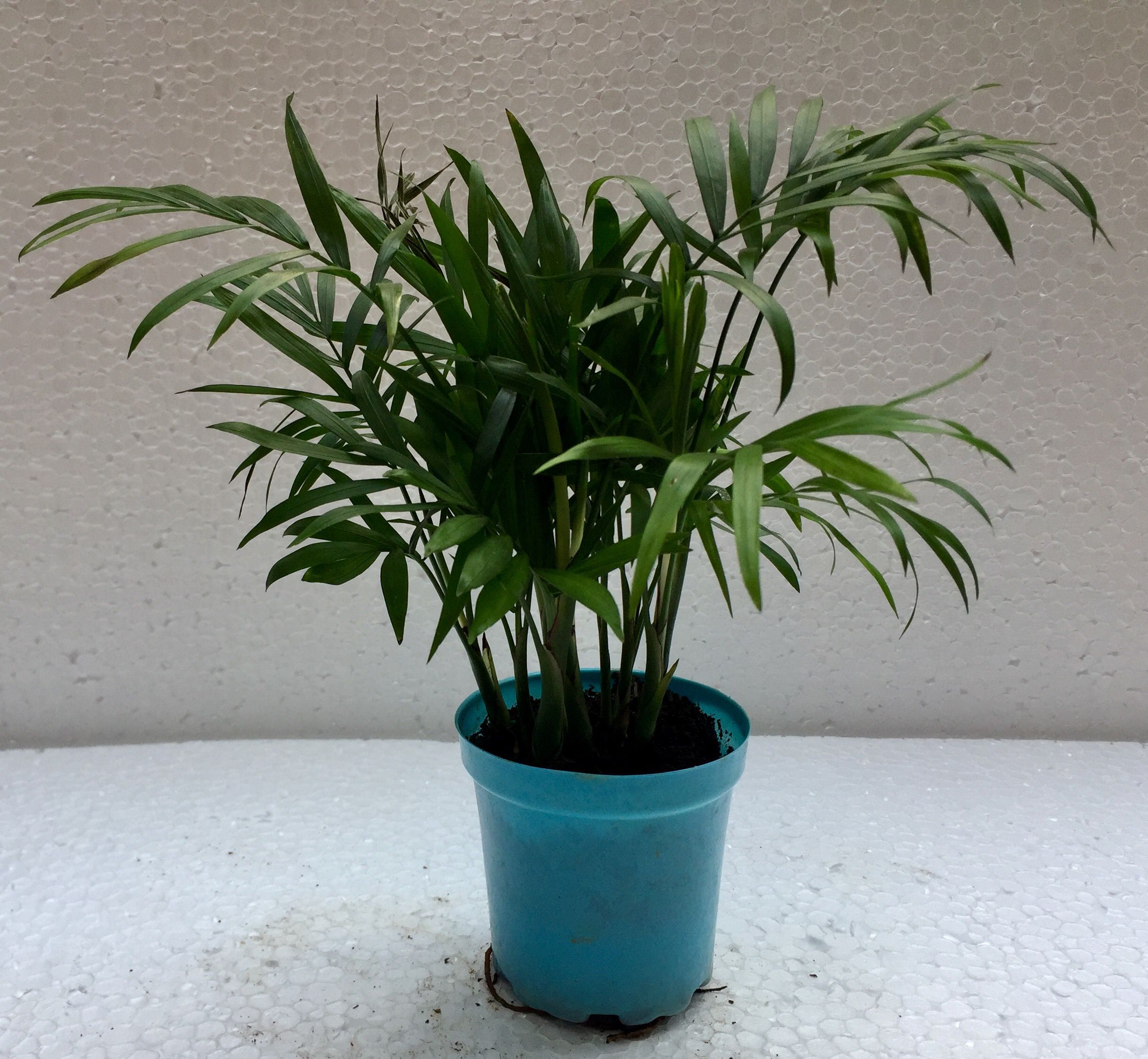 The Bonsai Plants  Chamaedorea Mini  Palm TableTop Office or 
