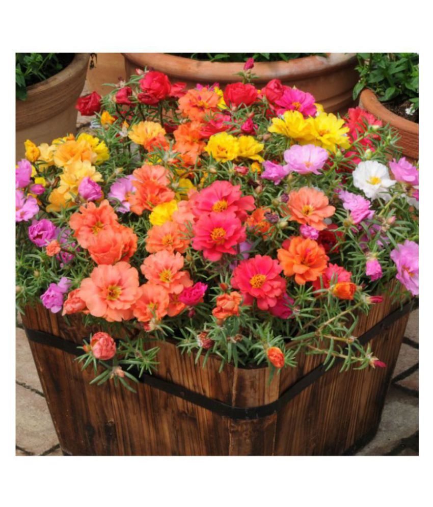     			Flower Seeds : Portulaca Happy Hour Mixed Garden Seeds Variety Pack Home Garden Plant Seeds Eco Pack Garden Plant Seeds