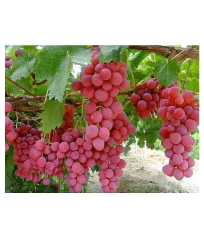     			OhhSome Bonsai Suitable Fruit Seeds Green Grape Seed Sweet And Delicious Fruit Fruit Seeds For Garden Kitchen Garden Bonsai Suitable Fruit Seeds Pack