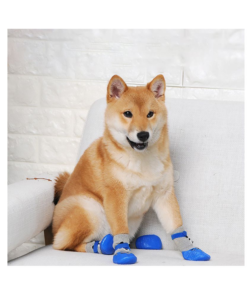 dogs socks and shoes