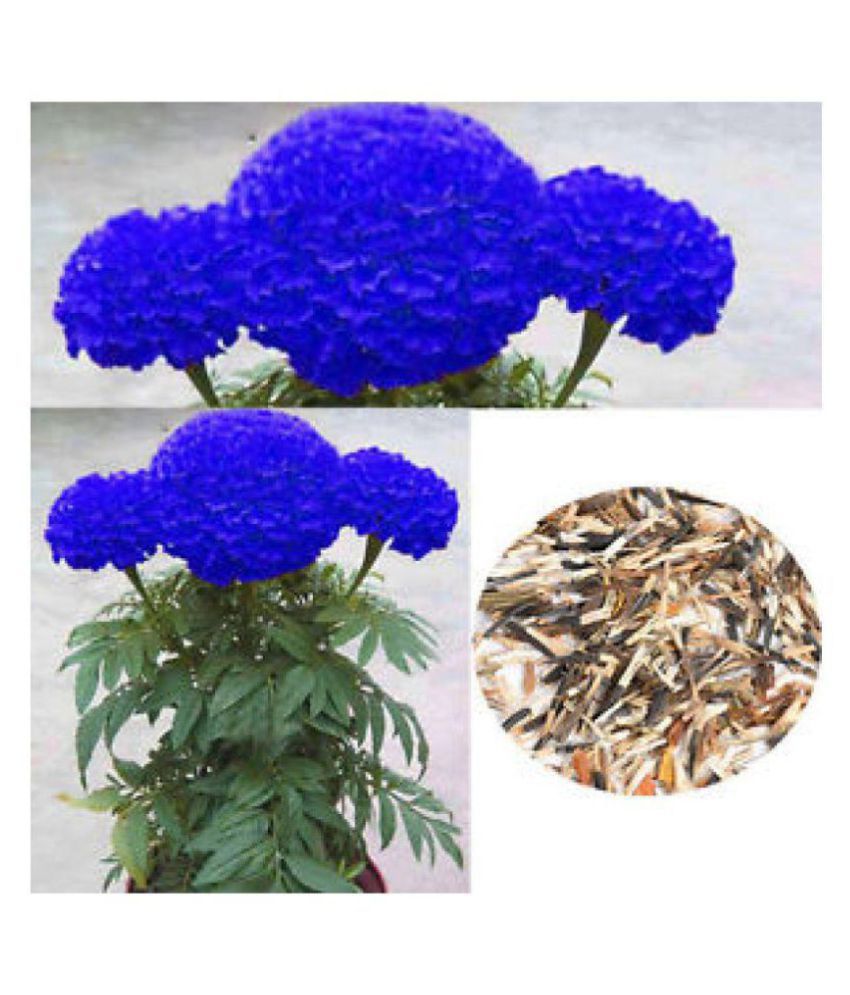     			AGREY BLUE MARIGOLD FLOWER SEEDS 30 SEEDS