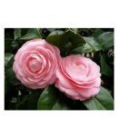 Nema Camellia flowers seeds - 50 Seeds