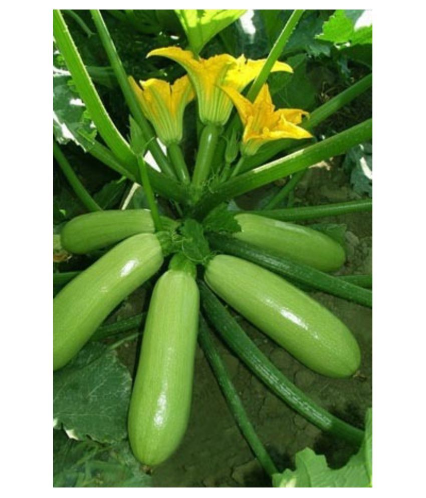 green squash green squash