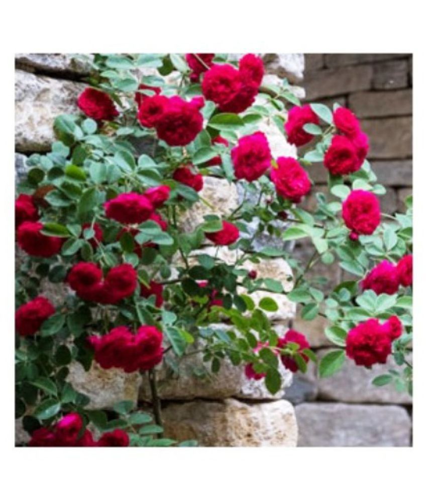 Modern Plants Live Climbing Rose Red Pierre De Ronsard/Rose Flower ...