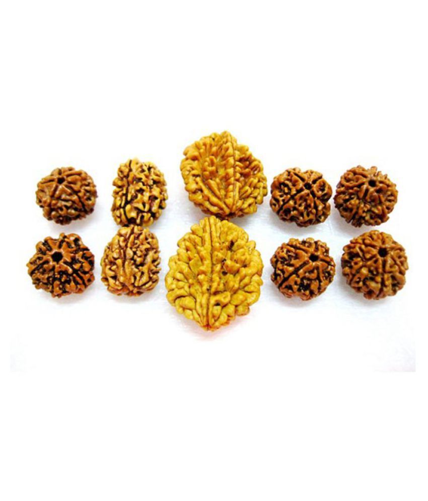     			Natural 2 3 4 5 6 Mukhi (Face) Rudraksh Rudraksha (Big lot 10 Pieces) Energized