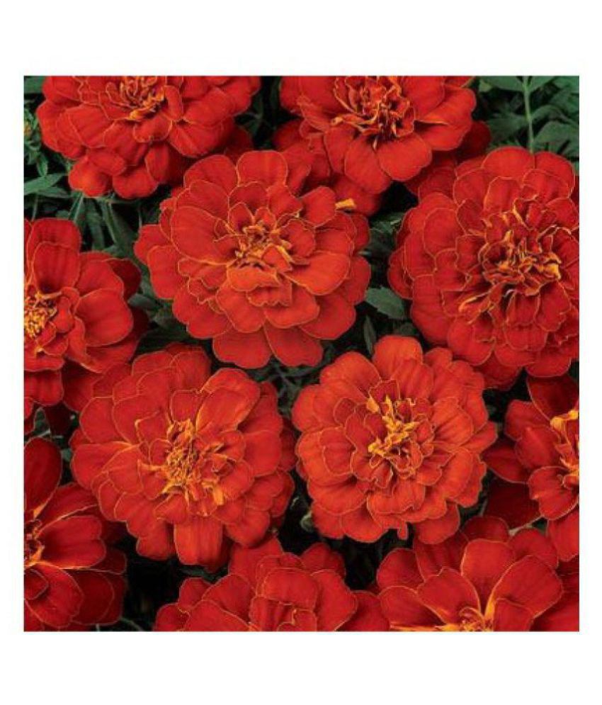     			alkarty red marigold flowers seeds with growing soil