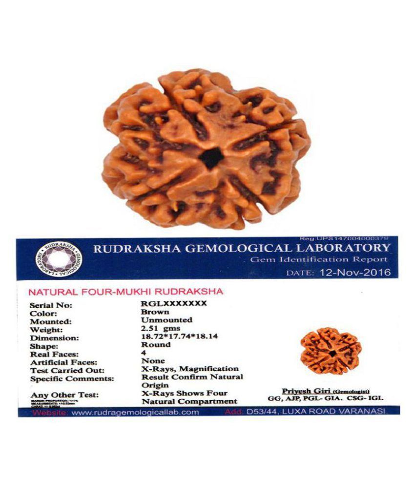     			4 Mukhi Nepali Rudraksha Lab Certified 4 Face Rudraksha