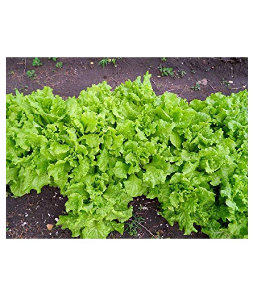 Organic Lettuce Grand Rapids Vegetable Seeds Pack of 150 Seeds Buy