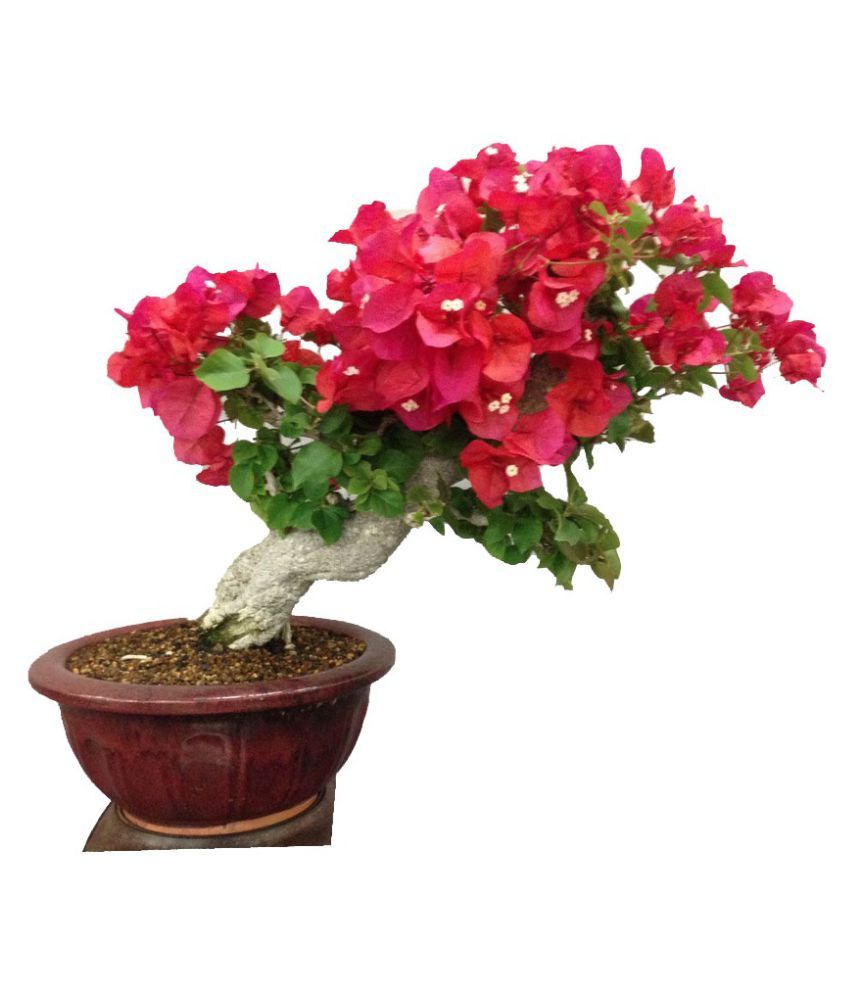 Modern Plants Live Bougainvillea Bonsai 21 Years Old Bonsai Flower Plant Buy Modern Plants