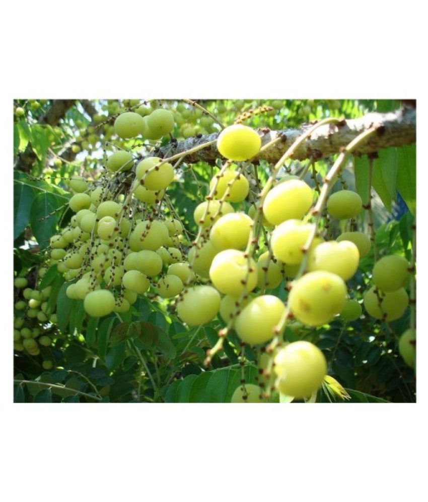 Modern Plants Live Amla Desi Indian Gooseberry Fruit Fruit Plant Buy Modern Plants Live Amla Desi Indian Gooseberry Fruit Fruit Plant Online At Low Price Snapdeal