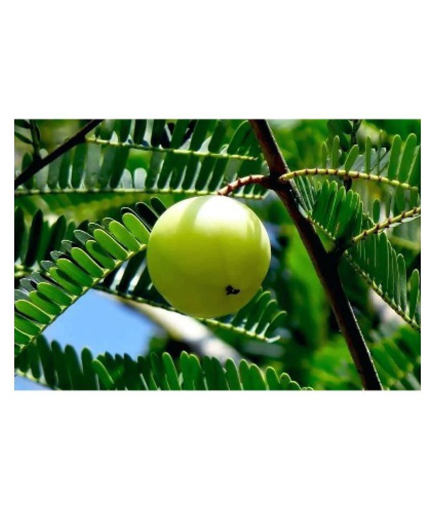 Where Can I Find Amla Fruit Modern Plants Live Amla/Indian gooseberry Herbal Fruit & Fruit Plant