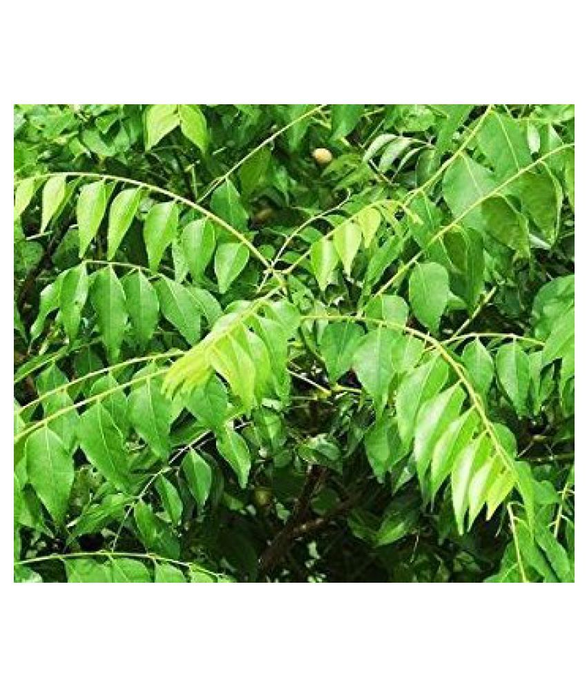 Trothic Garden CURRY LEAVES Plant With Pot(kadi patta ) Indoor Plant Buy Trothic Garden CURRY