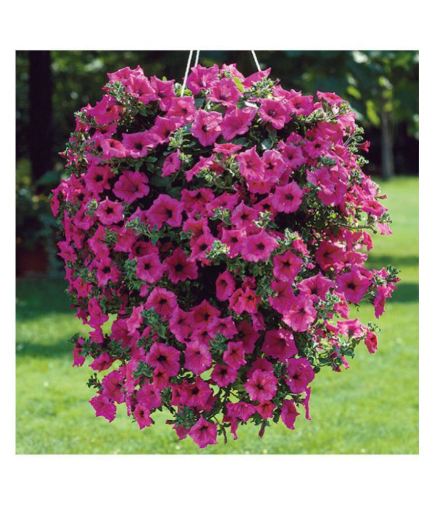     			Petunia Double Madness Kitchen Garden - Garden Flower Seeds