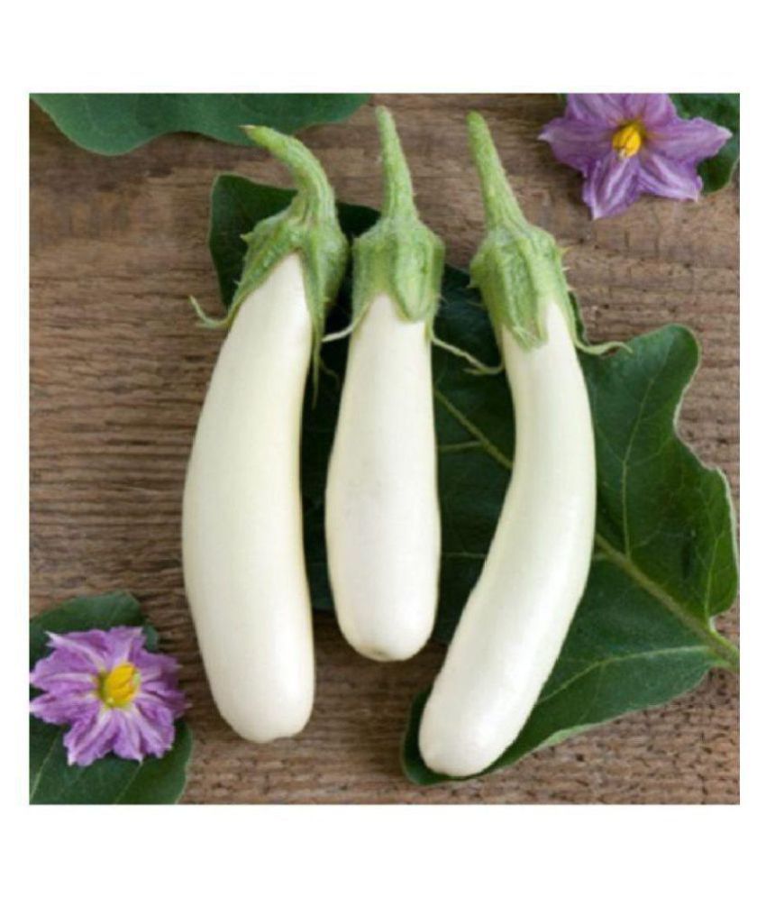     			Brinjal White Long Variety Hybrid Seeds - Pack of 50 Seeds F-1 Hybrid with growing soil