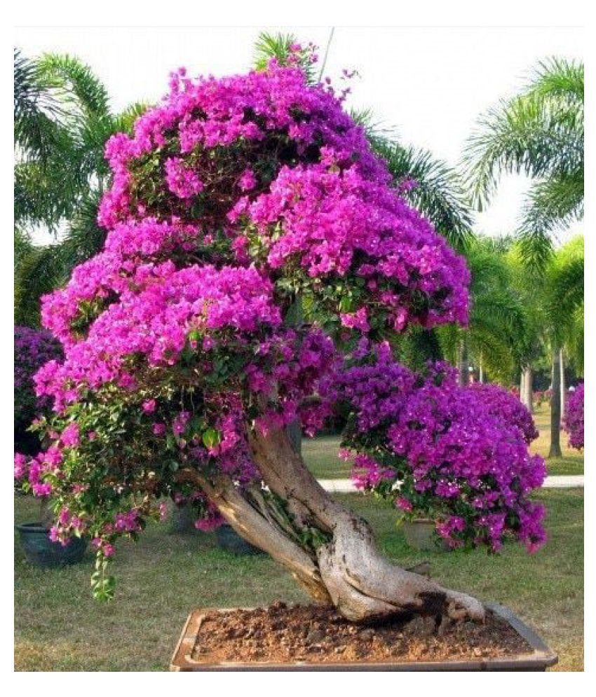 Purple Bougainvillea Spectabilis Wild Bonsai Flower Plant Seeds 20 Pcs Pack Instruction Manual Buy Purple Bougainvillea Spectabilis Wild Bonsai Flower Plant Seeds 20 Pcs Pack Instruction Manual Online At Low Price Snapdeal