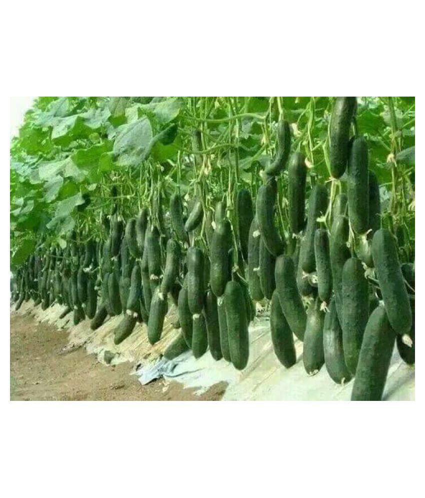     			Vegetable Seeds Hybrid Green Express Cucumber Seeds - Cuccumber Seeds Seeds For Summer Season Home Garden Seeds