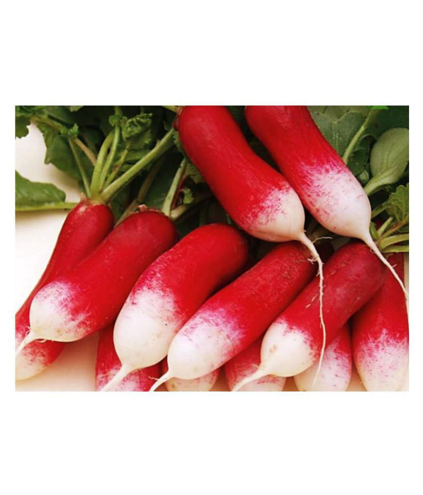     			Radish Red Loong Variety Seeds (50 Seeds)