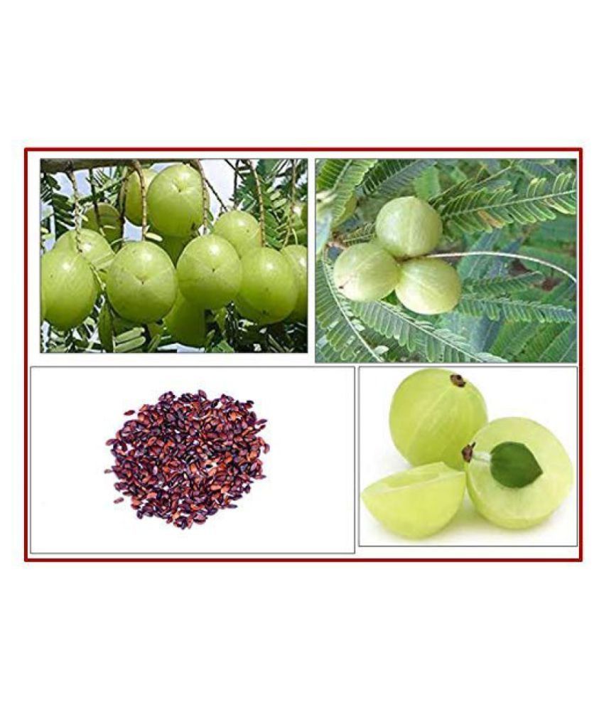 Rk Seeds Amla Seeds Indian Gooseberry Emblica Officinalis Pack Of 100 Gm Buy Rk Seeds Amla Seeds Indian Gooseberry Emblica Officinalis Pack Of 100 Gm Online At Low Price Snapdeal