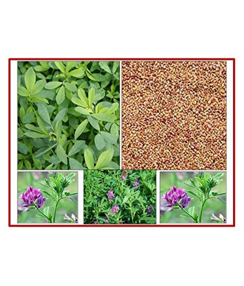 RK Seeds Alfalfa seeds , Lucerne seeds Pack of 100 gm Buy RK Seeds