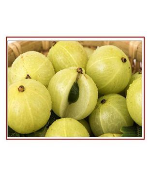 Rk Seeds Amla Seeds Indian Gooseberry Emblica Officinalis Pack Of 100 Gm Buy Rk Seeds Amla Seeds Indian Gooseberry Emblica Officinalis Pack Of 100 Gm Online At Low Price Snapdeal