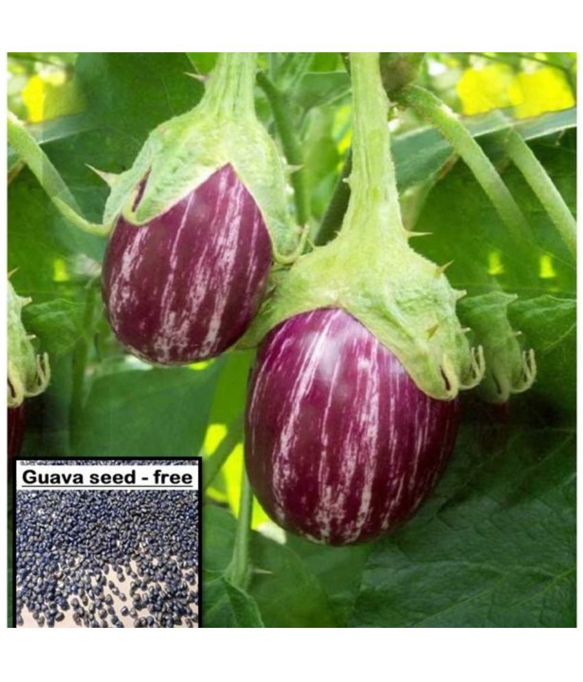     			Brinjal F1 Hybrid Vegetable Seeds - 100 Seeds
