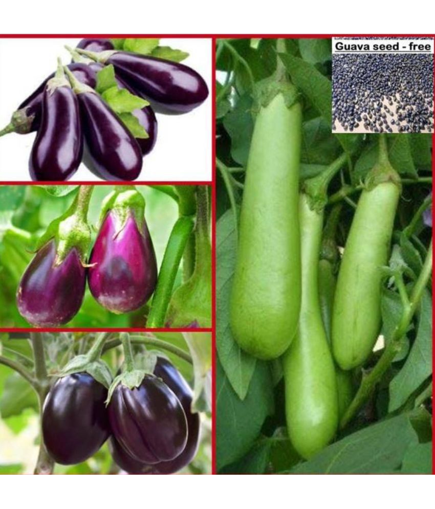     			Home garden Brinjal (Bengan) mix Quality Seeds - Pack of 100 seeds + free seeds