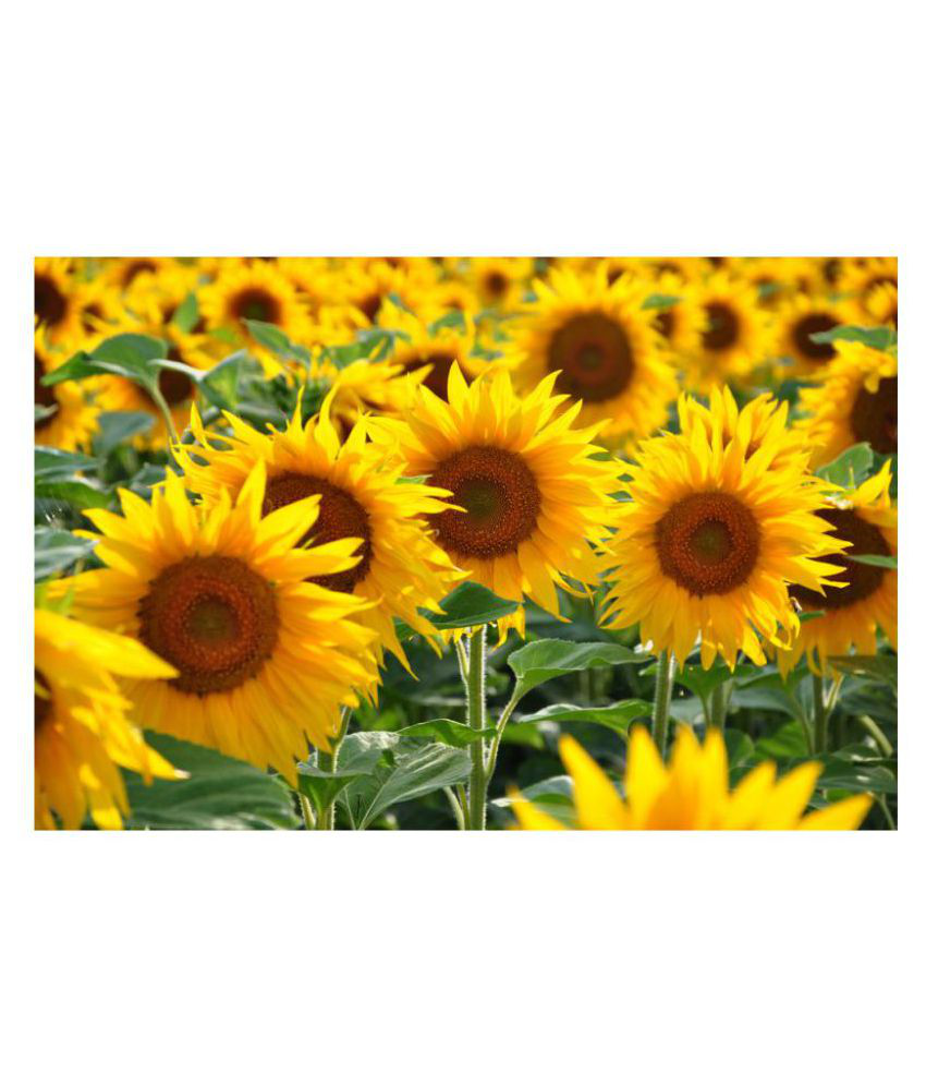     			Organics Sunflower High Germinated Hybrid Seeds