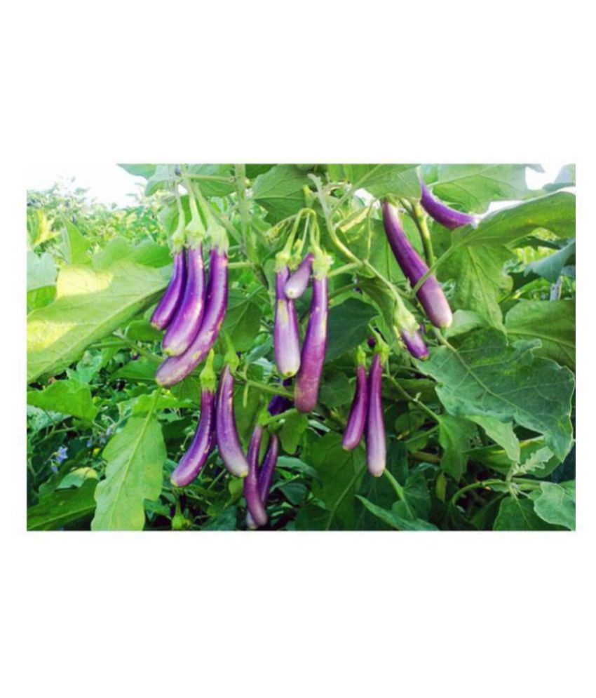     			R-DRoz Brinjal Purple Long Vegetables Seeds - Pack of 50 F-1 Hybrid Seeds