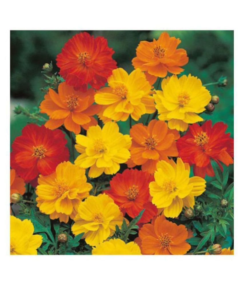     			R-DRoz Cosmos Flowers Orange & Yellow Better Germination Flowers Seeds - Pack of 30 Premium Seeds