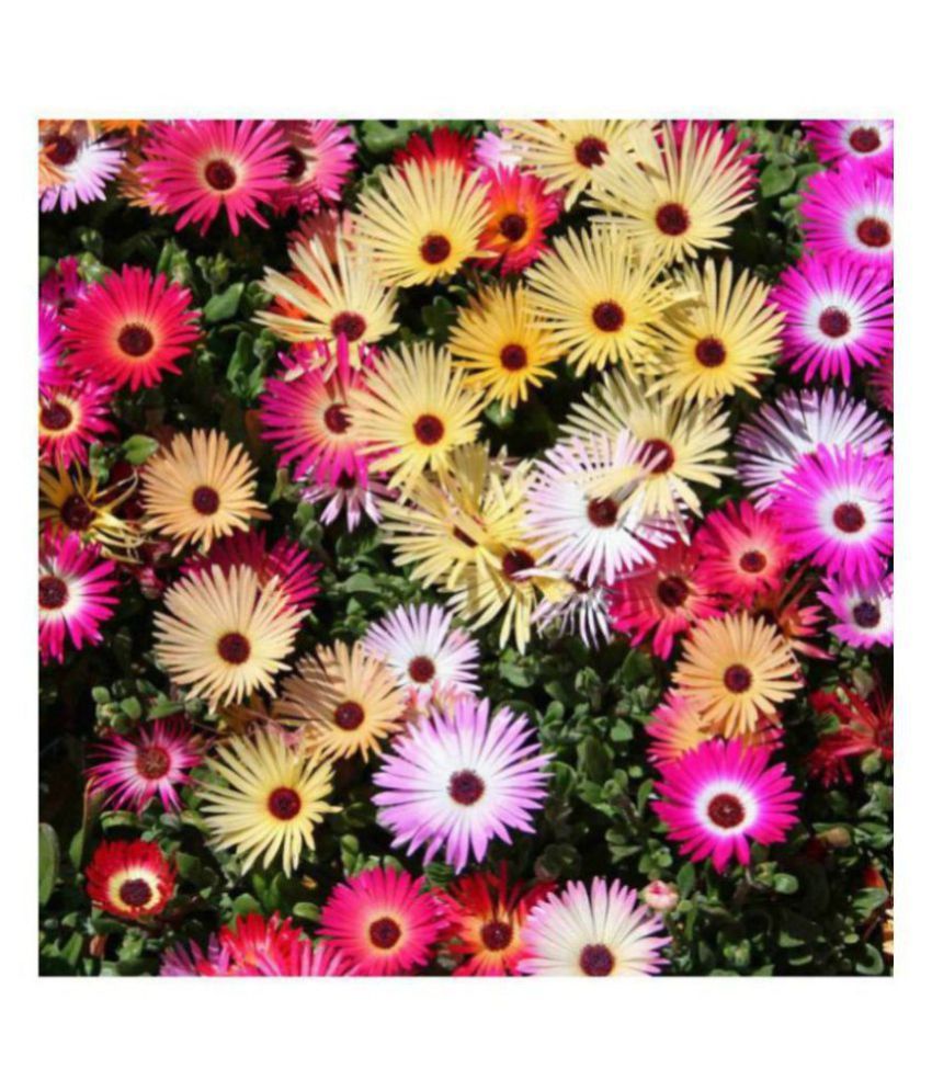 R Droz Ice Plant Flowers Stone Plants Multi Colors Flowers Seeds Pack Of 100 Seeds Buy R Droz Ice Plant Flowers Stone Plants Multi Colors Flowers Seeds Pack Of 100 Seeds Online