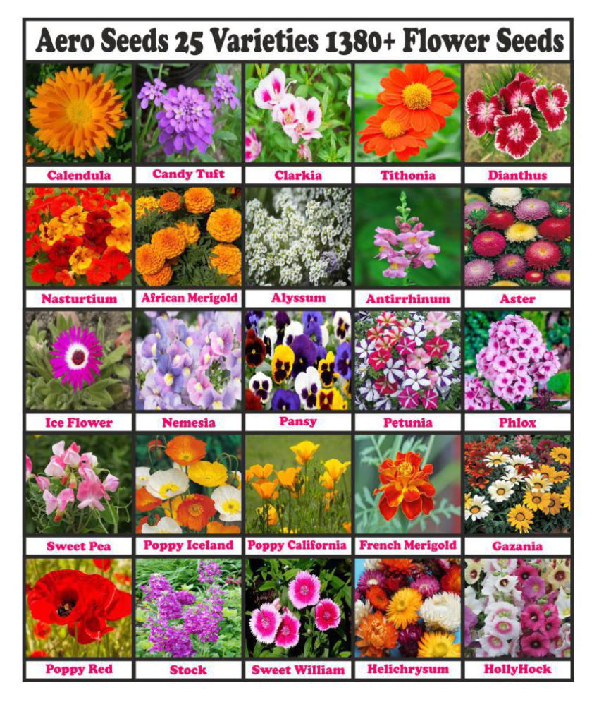 Aero Seeds 25 Varieties of Flower 1380+ Seeds Combo For Your Garden ...