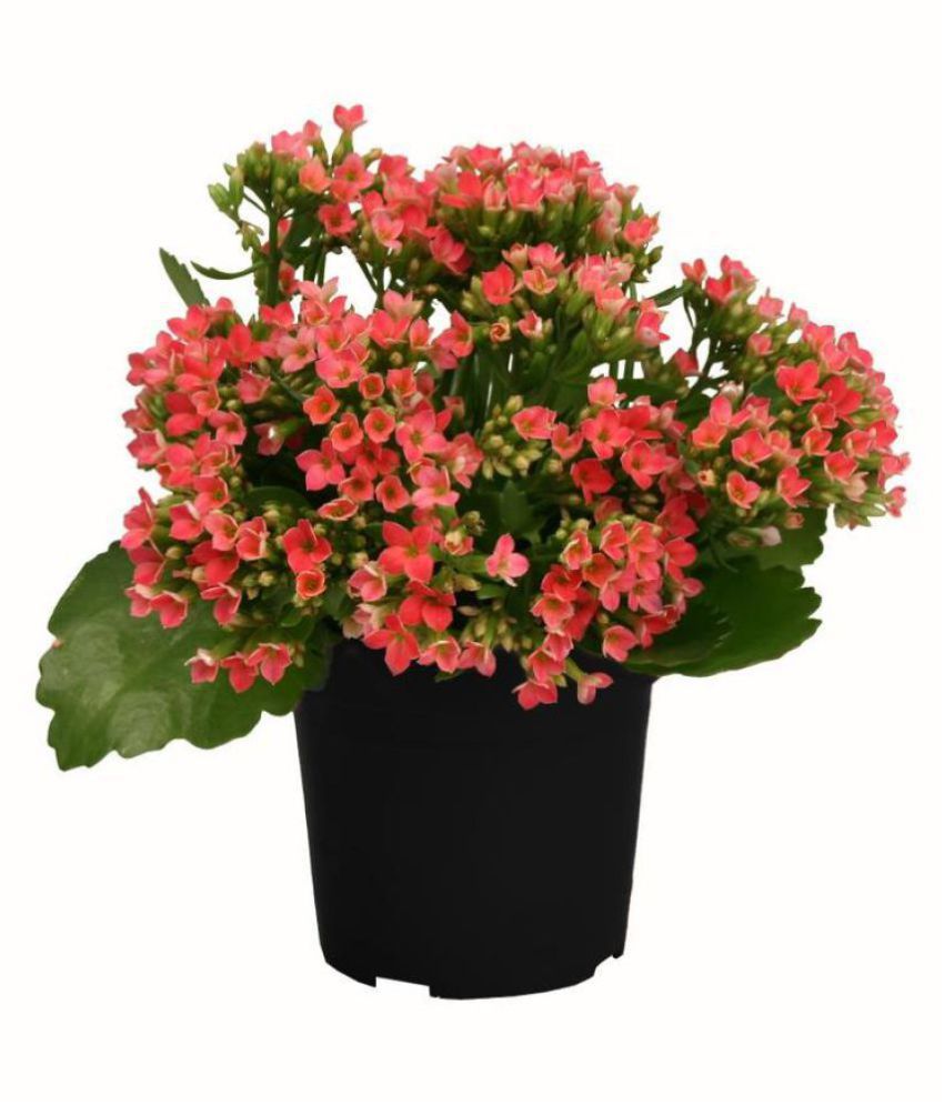 Puspita Nursery Live Kalanchoe Multi Color Seasonal Flower Plant Indoor Flower Plant Buy Puspita Nursery Live Kalanchoe Multi Color Seasonal Flower Plant Indoor Flower Plant Online At Low Price Snapdeal Nurserylive provides wide range of natural plants and accessories online in india. inr